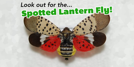spotted_lantern_fly3