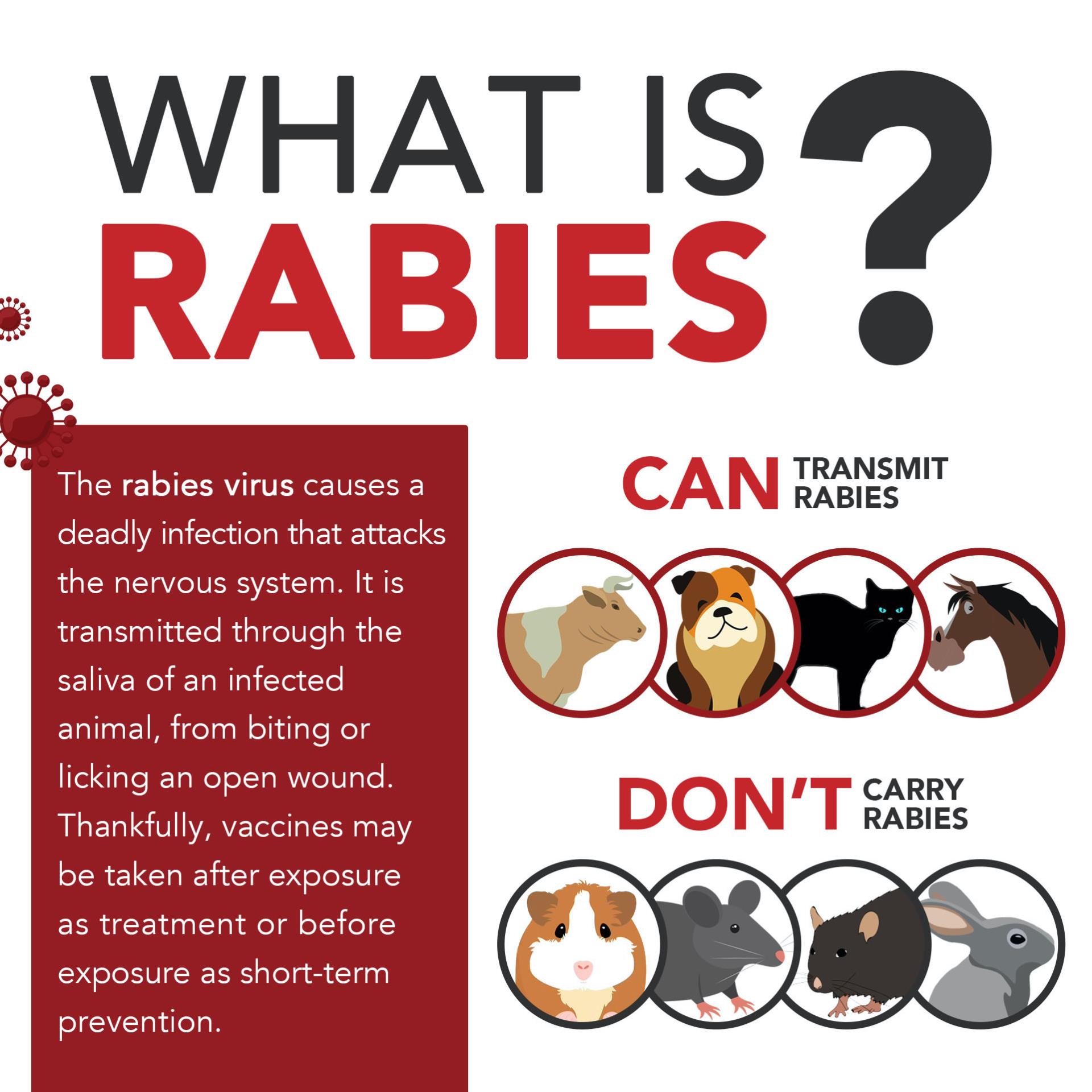 What is Rabies
