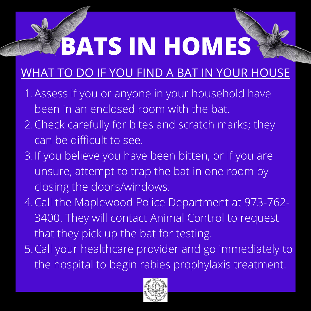 Bats in Homes